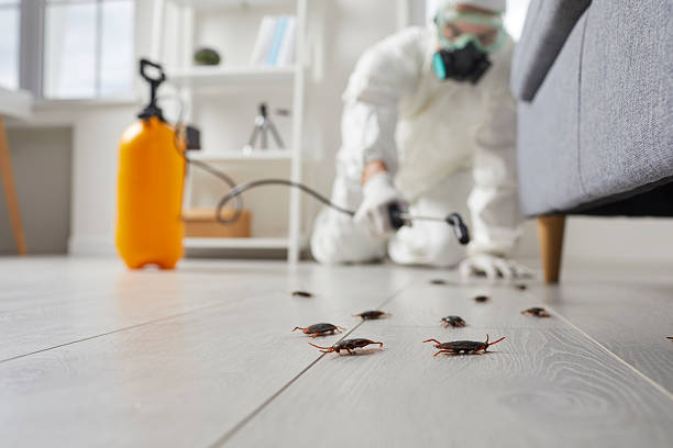 Affordable Termite Control solutions in Brazil, IN